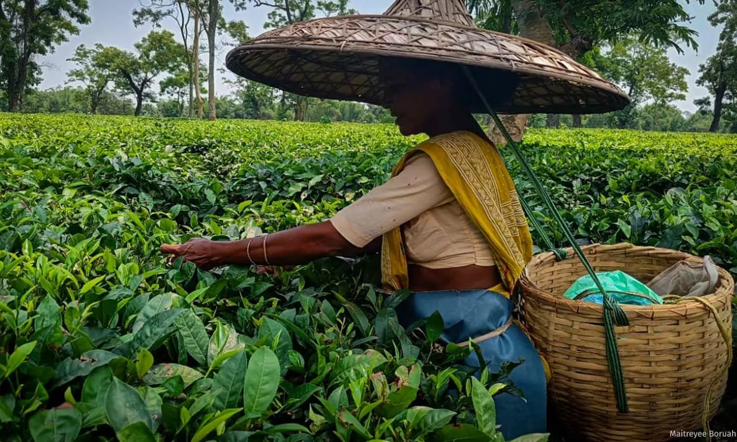 Lost Rhythm: The Tea Belt Tremor in Assam Politics