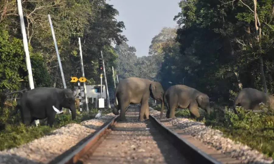 Northeast Frontier Railway Rolls Out Intrusion Detection System to Protect Elephants