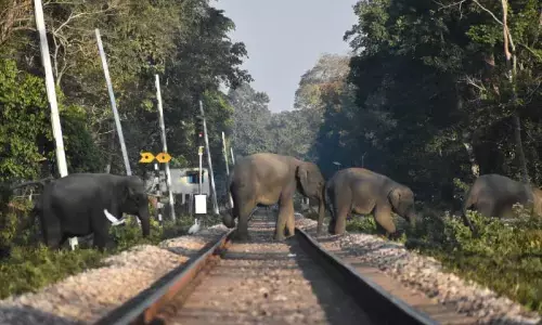 Northeast Frontier Railway Rolls Out Intrusion Detection System to Protect Elephants