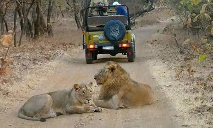When British Royals Failed to See Gir’s Lions: Untold History of Gujarat’s Wild Kings