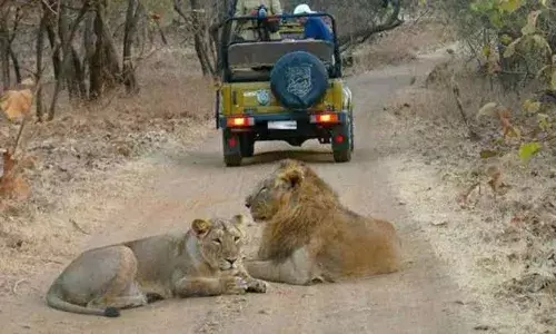 When British Royals Failed to See Gir’s Lions: Untold History of Gujarat’s Wild Kings