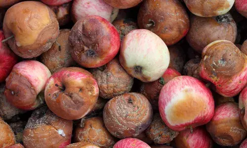 BJP Slams Himachal Government Over Rotten HPMC Apples, Accuses Ministers of Negligence