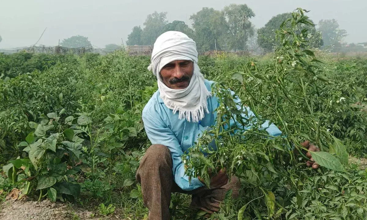 The Karbi–Bihari Faultline: Land, Faith, and the Legacy of ‘Grow More Food’﻿