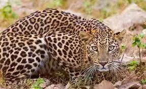 Pune District to Relocate 1,500 Leopards Amid Rising Attacks in Ambegaon, Shirur, and Junnar