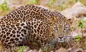 Pune District to Relocate 1,500 Leopards Amid Rising Attacks in Ambegaon, Shirur, and Junnar