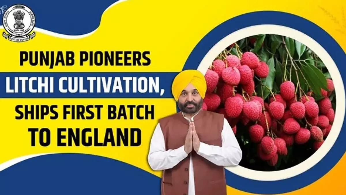 Punjab Emerges as India’s New Litchi Hub, Boosting Farmers’ Income Under Mann Government