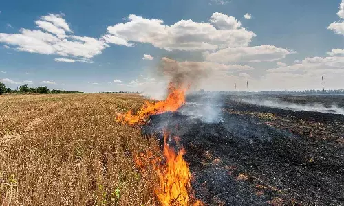 Punjab Farmers Lead India’s ‘Stubble Revolution,’ Cutting Crop-Burning by 85%