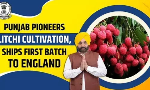 Punjab Emerges as India’s New Litchi Hub, Boosting Farmers’ Income Under Mann Government Punjab Emerges as India’s New Litchi Hub, Boosting Farmers’ Income Under Mann Government