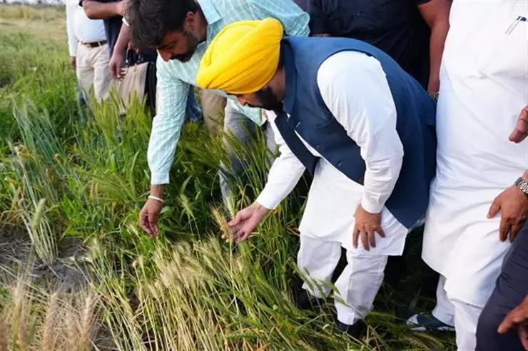 Punjab Crosses a Milestone in Paddy Procurement, Over 11 Lakh Farmers Paid MSP