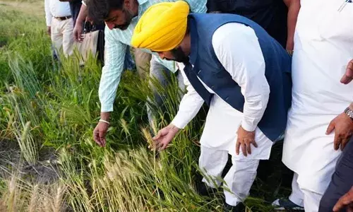 Punjab Crosses a Milestone in Paddy Procurement, Over 11 Lakh Farmers Paid MSP