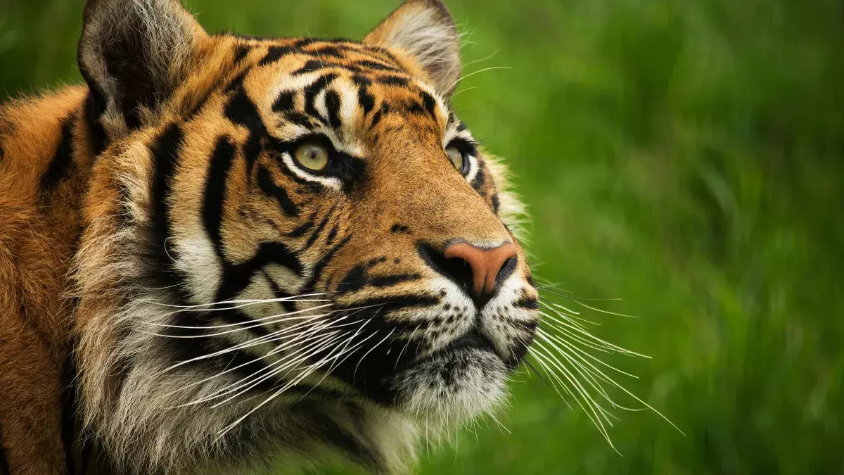 India to Host Global Big Cats Summit in 2026, Links Big Cat Protection to Climate Action India to Host Global Big Cats Summit in 2026, Links Big Cat Protection to Climate Action