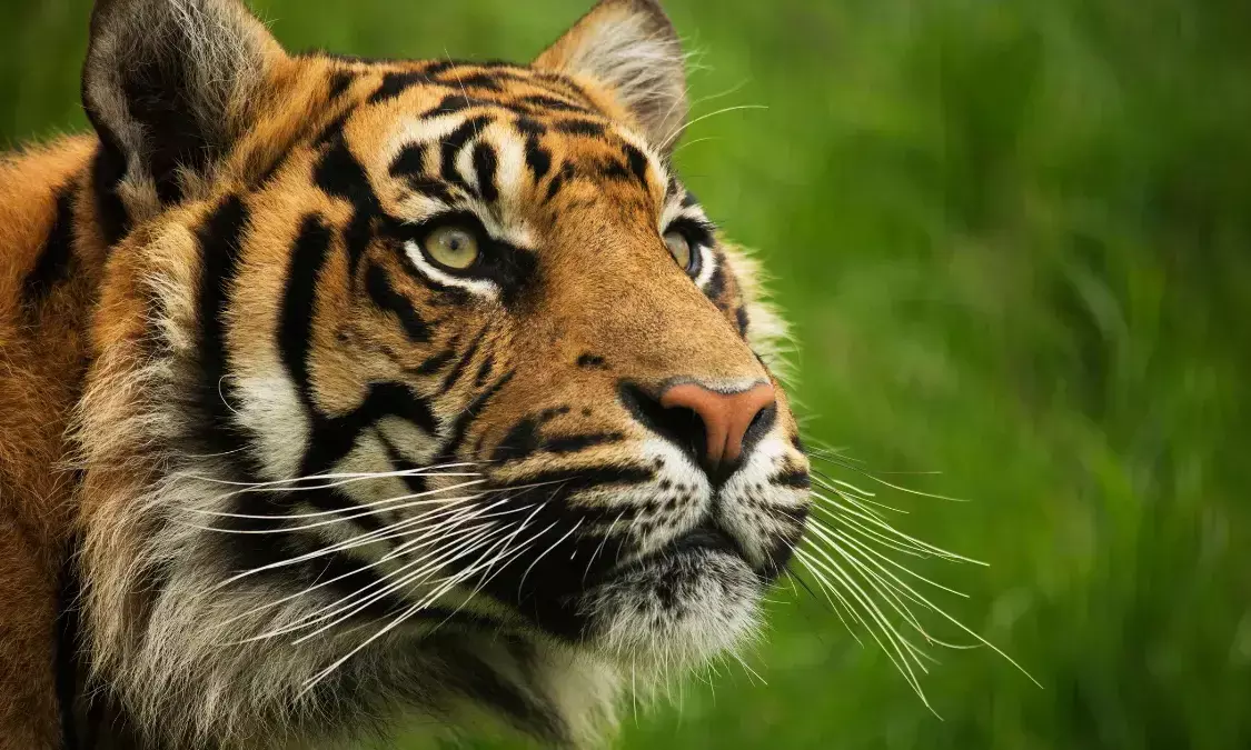 India to Host Global Big Cats Summit in 2026, Links Big Cat Protection to Climate Action