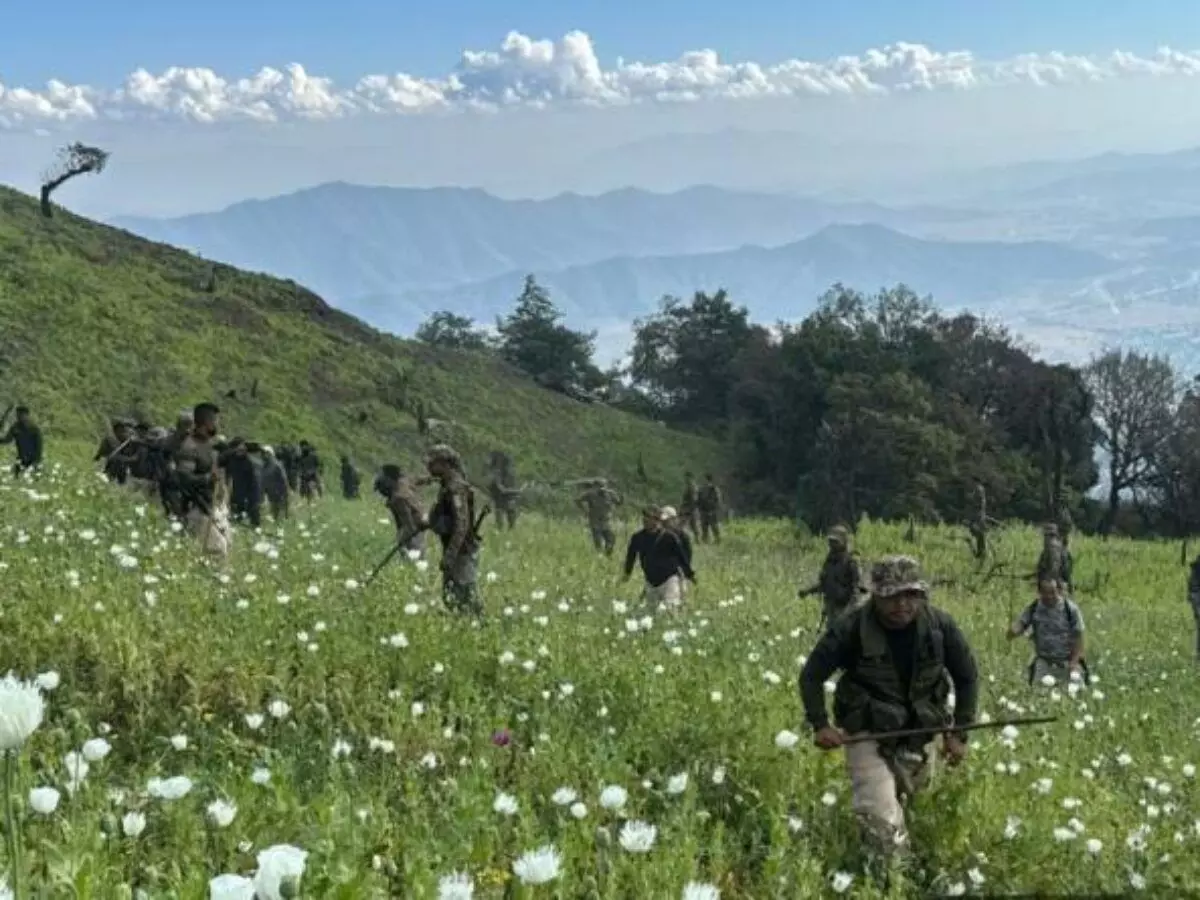 Manipur Security Forces Launch Major Crackdown, Destroy 10 Acres of Poppy Fields and Bust Drug Networks