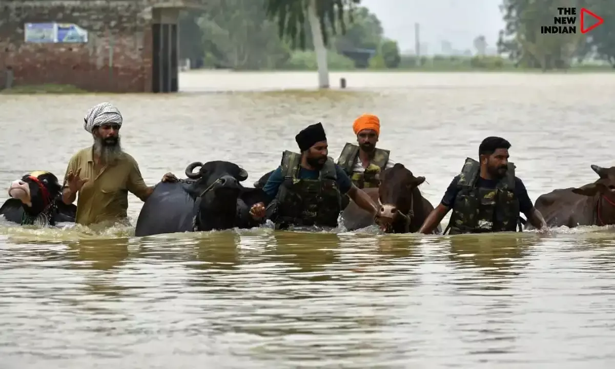 Punjab Unveils Major Boost for Dairy Sector With ₹59 Lakh Aid, New Plants and Farmer Support