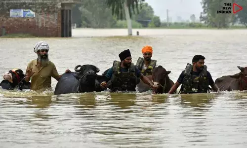 Punjab Unveils Major Boost for Dairy Sector With ₹59 Lakh Aid, New Plants and Farmer Support