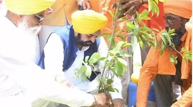 Punjab Plants 12.55 Lakh Saplings Under ‘Greening Punjab Mission’ to Boost Environmental Restoration Punjab Plants 12.55 Lakh Saplings Under ‘Greening Punjab Mission’ to Boost Environmental Restoration