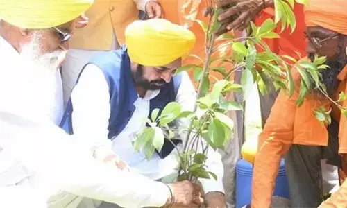 Punjab Plants 12.55 Lakh Saplings Under ‘Greening Punjab Mission’ to Boost Environmental Restoration Punjab Plants 12.55 Lakh Saplings Under ‘Greening Punjab Mission’ to Boost Environmental Restoration