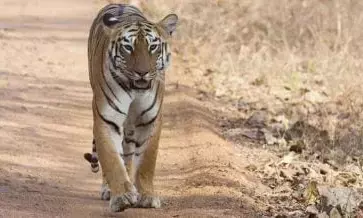 Young Tigress Dies at Alipore Zoo, Third Royal Bengal Tiger Death in Three Months