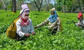 Assam Tea Industry Prepares Legal Challenge Against Govt’s Labour Line Land Patta Policy