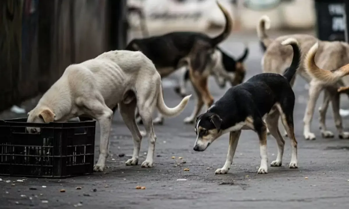 Supreme Court of India Weighs Public Safety and Animal Welfare in Stray Dog Management Case