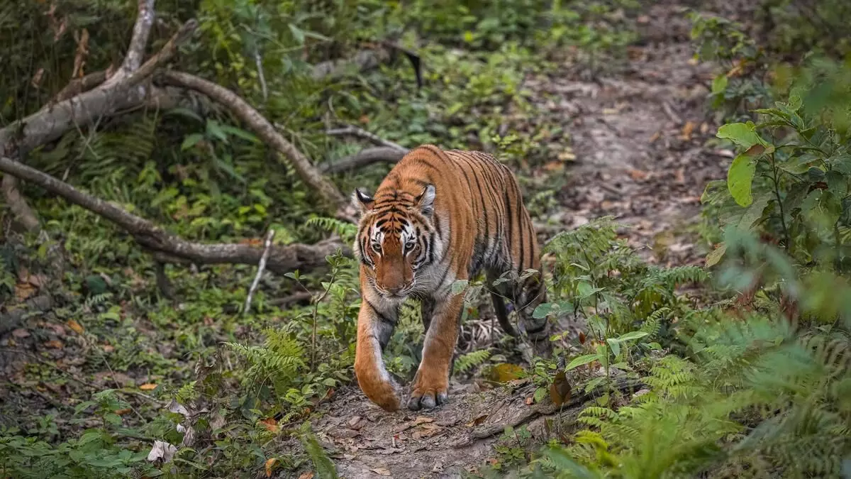 14-Year-Old Girl Killed in Suspected Tiger Attack Near Sohagibarwa forest 14-Year-Old Girl Killed in Suspected Tiger Attack Near Sohagibarwa forest