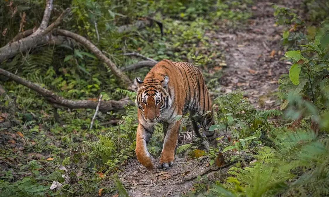 14-Year-Old Girl Killed in Suspected Tiger Attack Near Sohagibarwa forest
