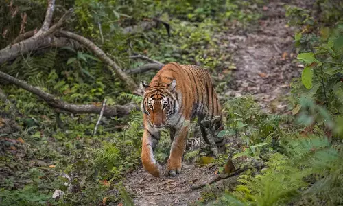 14-Year-Old Girl Killed in Suspected Tiger Attack Near Sohagibarwa forest