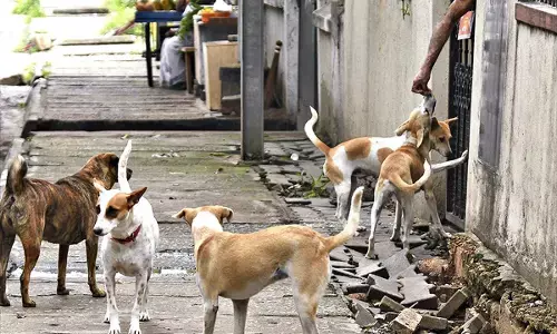 Nearly 100 Stray Dogs Killed in Telangana Village, Police File Case Against Panchayat Officials