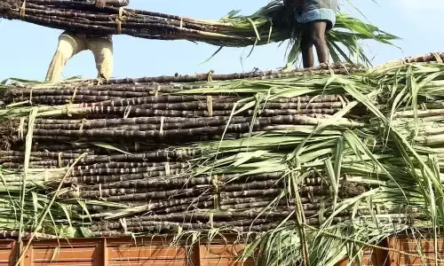 Sugarcane Procurement Gains Momentum in Bihar, Mills Buy Over 351 Lakh Quintals