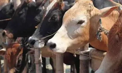 Indias First Cow Culture Museum to be Established in Mathura Indias First Cow Culture Museum to be Established in Mathura