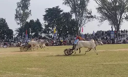 Bullock Cart Races Roar Back at Kila Raipur Rural Olympics, Youth Flock to Historic Festival Bullock Cart Races Roar Back at Kila Raipur Rural Olympics, Youth Flock to Historic Festival
