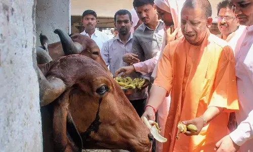 Yogi Adityanath Govt Buys Cow Urine at ₹10 a Litre in UP Pilot Yogi Adityanath Govt Buys Cow Urine at ₹10 a Litre in UP Pilot