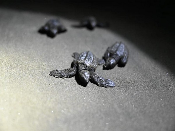 Turtle conservation: 6500 Olive Rzidley hatchlings released from Goas nesting sites