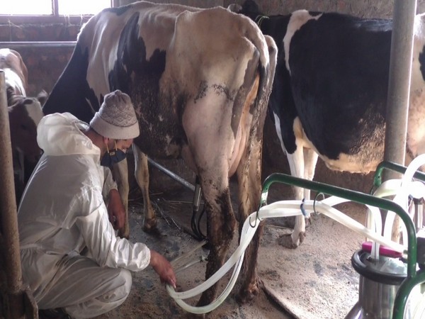 Government-sponsored schemes spur dairy business in J-Ks Bandipora