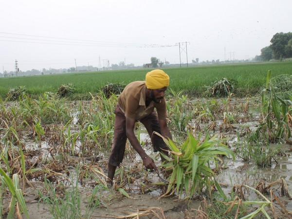 Farm loan waivers no panacea for farmers distress: Report