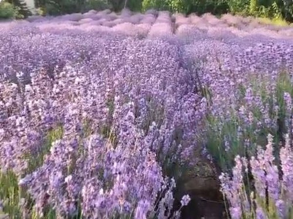 Indias first Lavender Festival held in J-ks Bhaderwah