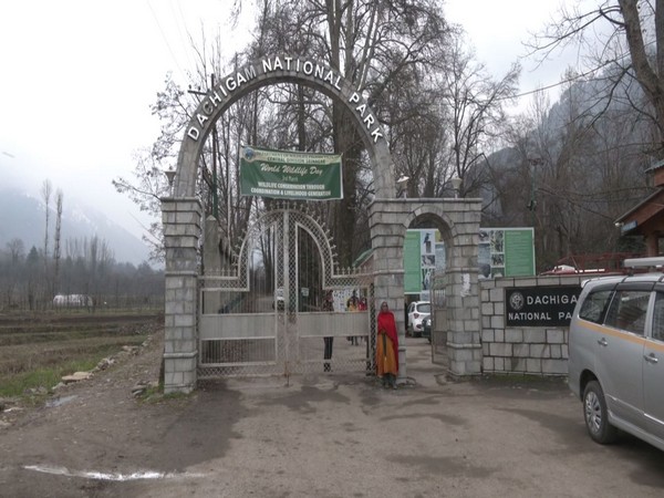 J-K: Dachigam National Park welcomes endangered Red Deer species Hangul