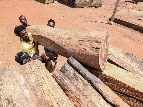 Chinas illegal rosewood trade with Mali under probe