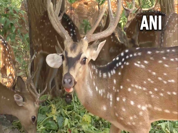 J-K: Udhampurs Tanday Park make arrangements for animals to beat heat