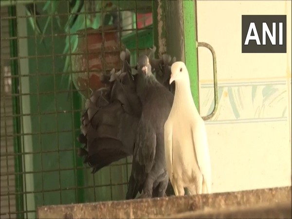 Several birds taken to hospital in Haryanas Gurugram due to heatstroke