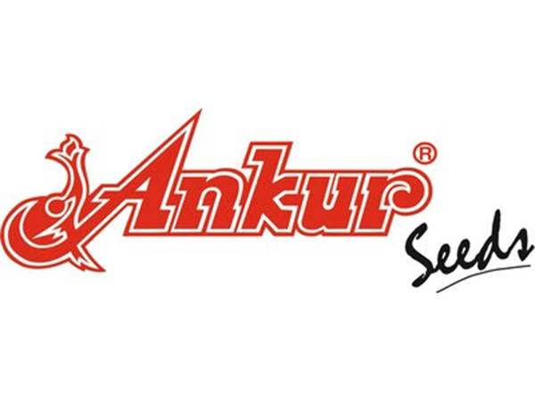 Ankur Seeds in Hybrid Revolution: Launches one of the Worlds first GMS based Indian Bean (Dolichos) Hybrids