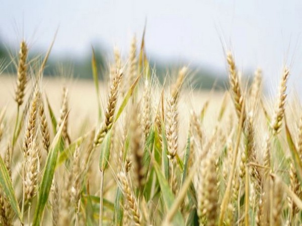 Paks wheat output to fall short by nearly 3 million tonnes