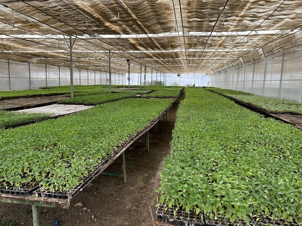 Villagers in Assams Golaghat district to plant 1 lakh saplings on June 5