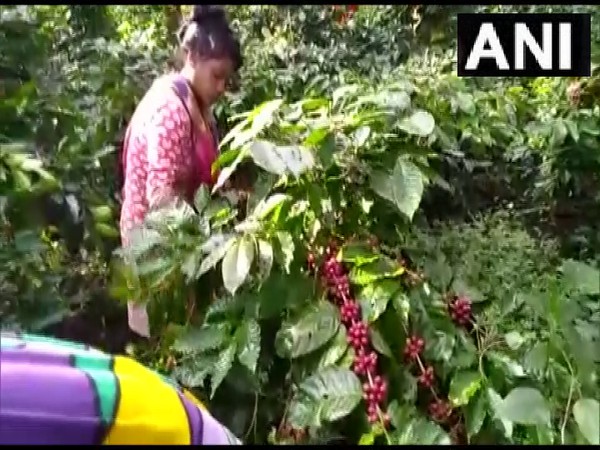 Coffee plantation transforming lives of tribals in Odishas Koraput district