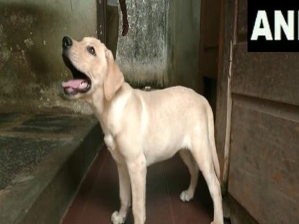 Mangaluru Police names three-month-old Labrador Retriever Charlie inspired by movie Charlie 777