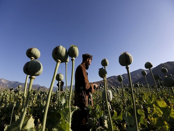 Vicious cycle of Pakistans insecurity, Afghanistans opium trade converges to narco-terror