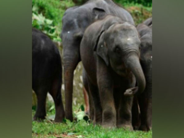 Carcass of elephant calf found in Assams Nagaon