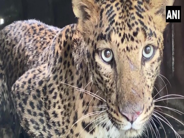 Female leopard spotted in Nashiks Ashok Nagar