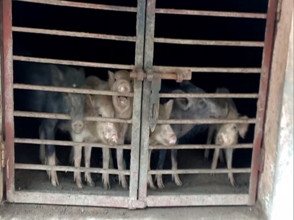 Many pigs die in UPs Sambhal, livelihoods affected, veterinary officer collects samples to find out cause Many pigs die in UPs Sambhal, livelihoods affected, veterinary officer collects samples to find out cause