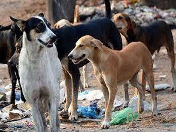 Ktaka animal husbandry dept decides not to shift street dogs to shelter houses